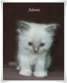 /album/adonis/adonis-5-hetes-001-jpg/